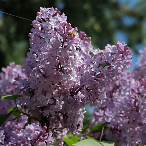 flower lilac garden