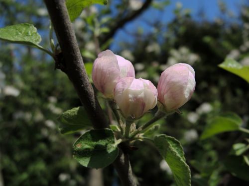 flower apple tree bud