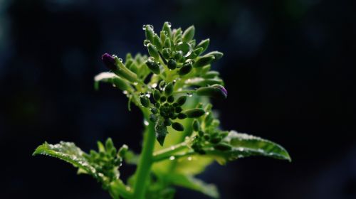 flower plant green