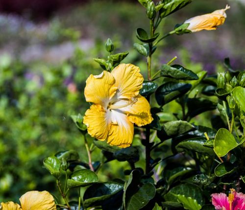 hibiscus yellow flower