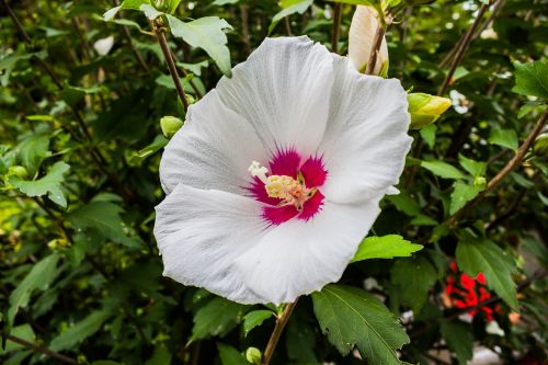 white hibiscus flower white