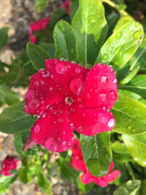 flower raindrops spring