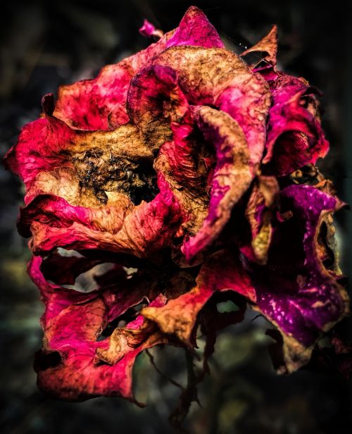 flower dead red