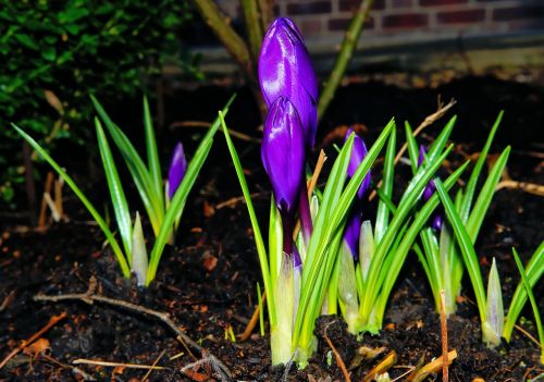 crocus flower blossom