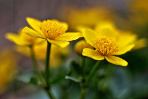 flower spring your marigolds