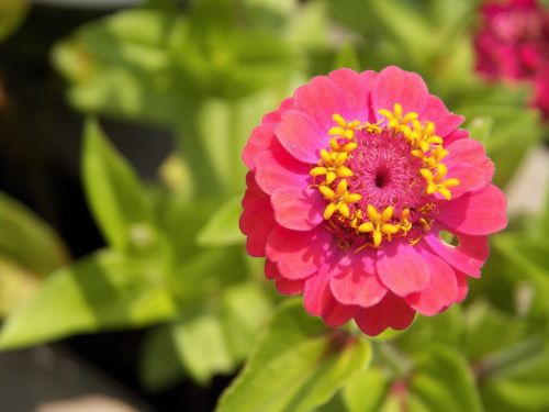 flower macro summer