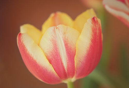 flower tulip blossom