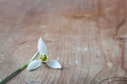 flower snowdrop alone