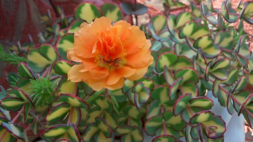 flower orange petal