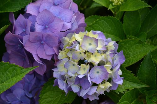 hydrangea flower violet
