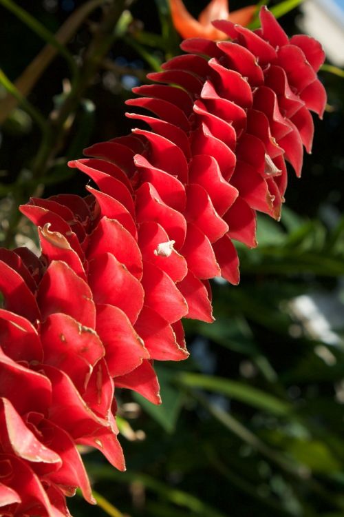 alpinia flower tropical