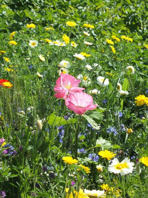 flower field plant