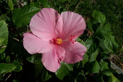 flower hibiscus nature