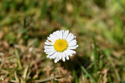 flower daisy spring