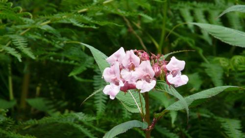 flower wild flowers pink