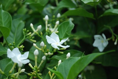 flower white wildflower