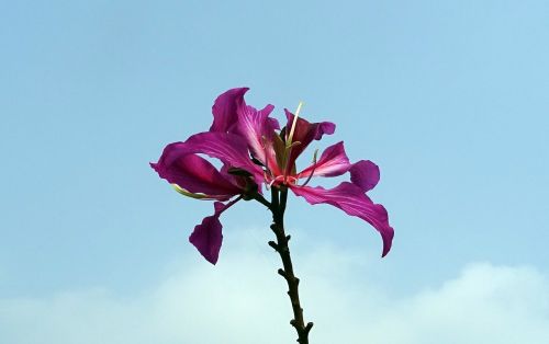 flower purple orchid tree bauhinia purpurea