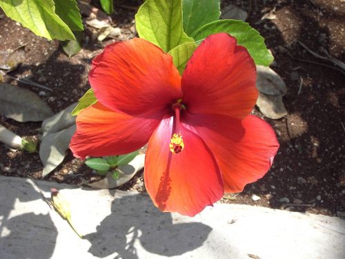 flower hibiscus blossom