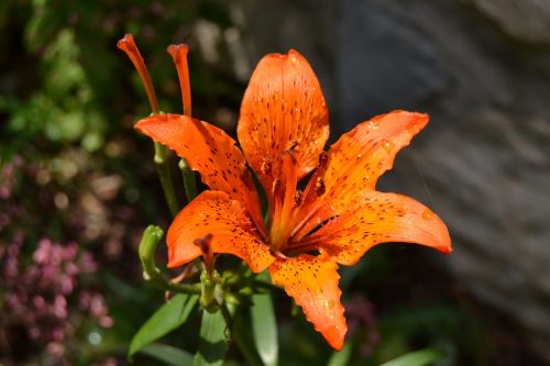flower orange summer