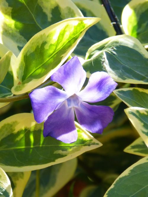 flower lilac leaves