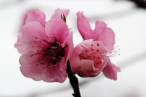 flower peach blossom