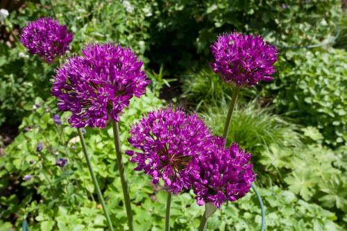 flower plant nature