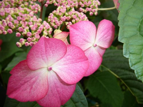 flower close hydrangea