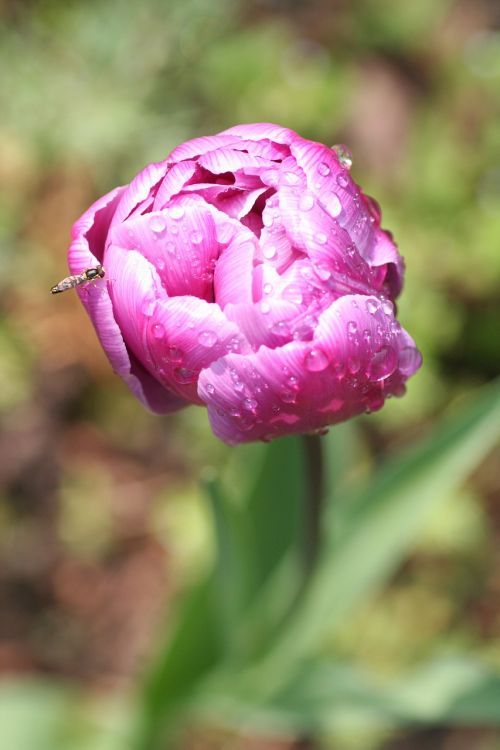 flower peony pink