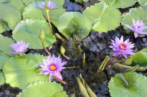 flower lilly pad water