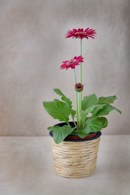 flower flowerpot gerbera