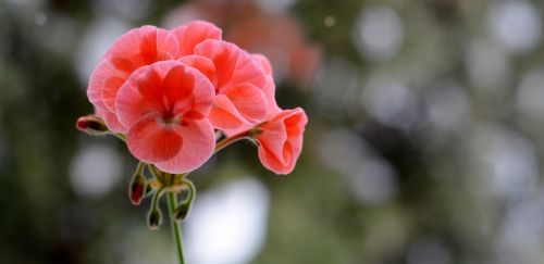 flower red plant