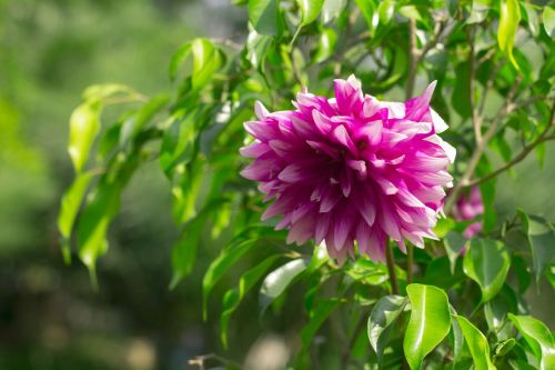 flower day outdoor