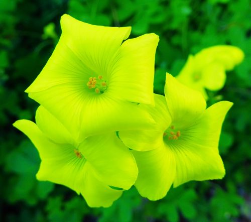 flower yellow yellow flowers