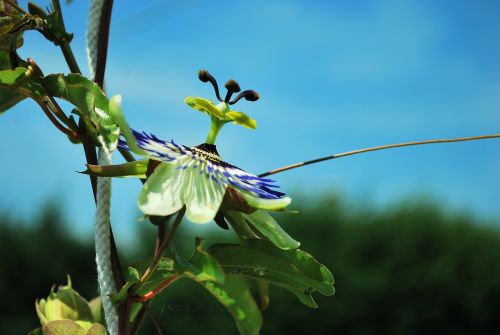 flower passionflower summer