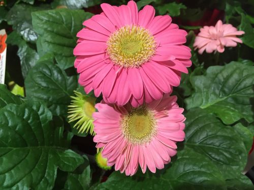 flower pink gerbera daisy