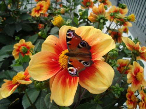 flower butterfly insect