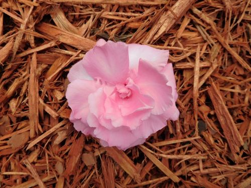 flower oleander flower plant