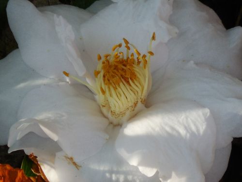flower camellia nature