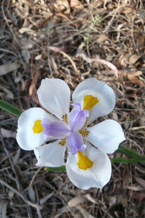 flower iris spring