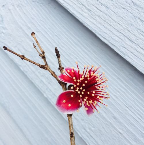 flower feijoa fruit