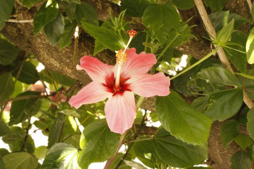 flower tree flowers