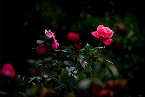flower rose beauty