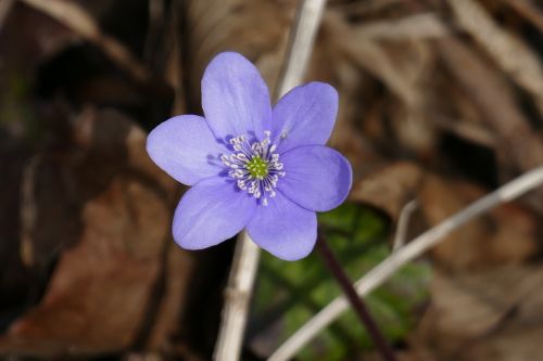 flower nature hepatica