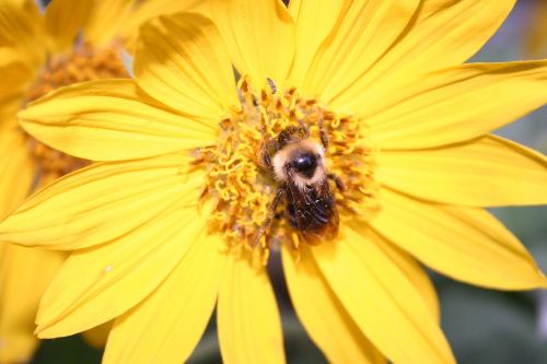 flower sunflower bee