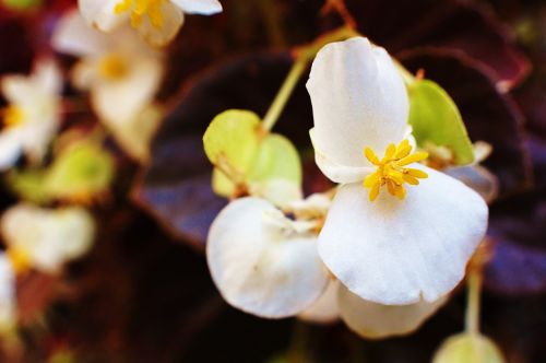 flower spring bloom