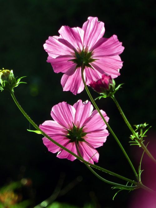 flower wood pink