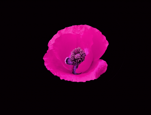 flower artistic pink
