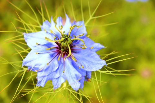 flower blue macro