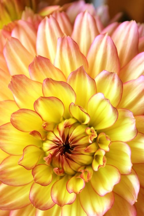 flower dahlia macro