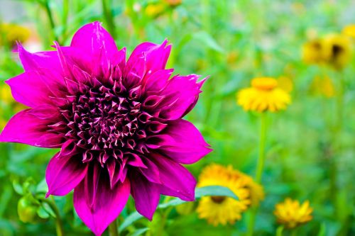 flower garden nature